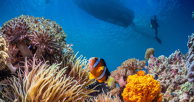 Diver and fish on great barrier reef